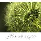 flor de sopro