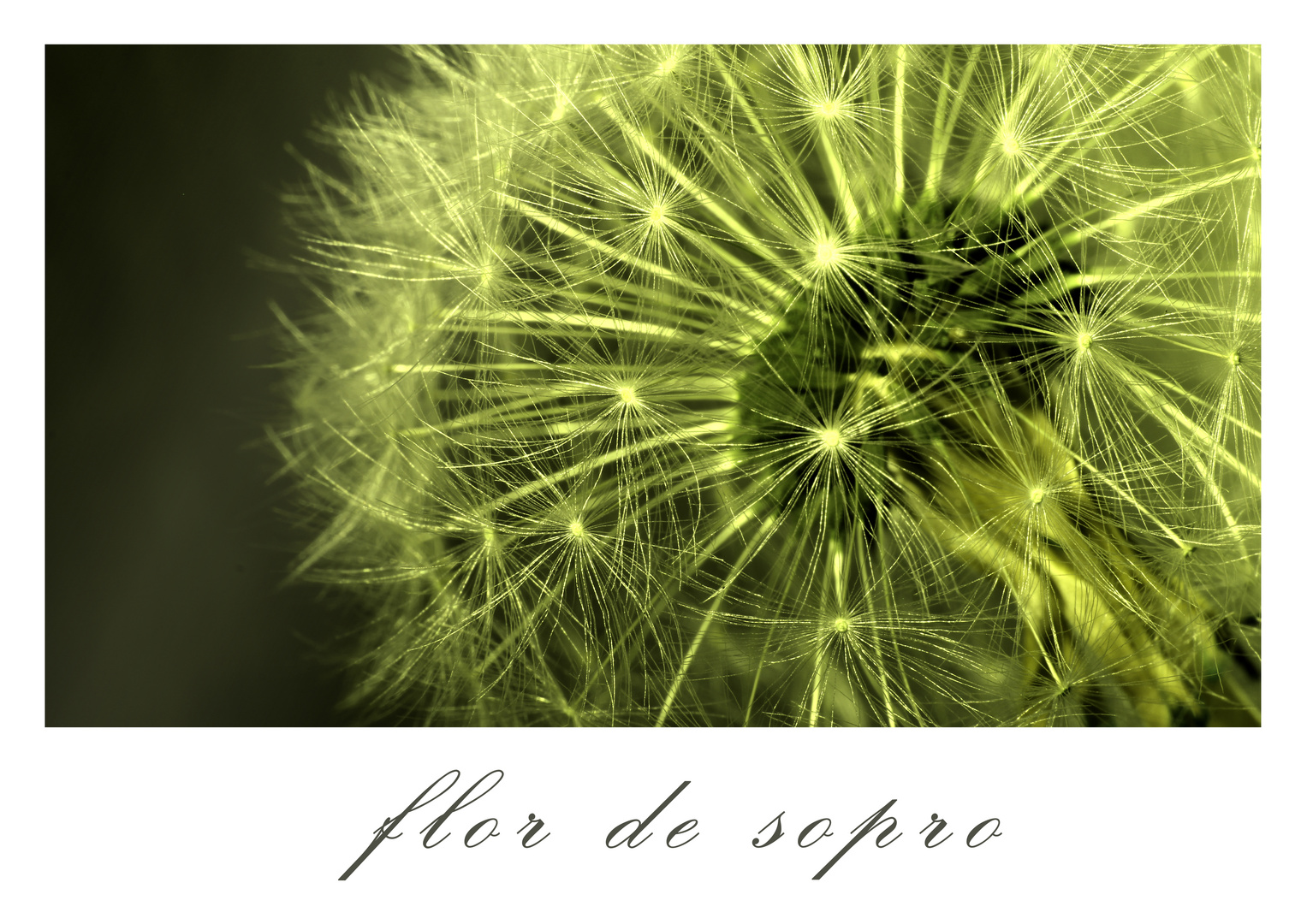 flor de sopro