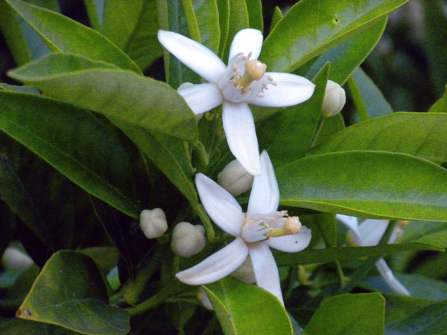 FLOR DE TARONGER-Flor de azahar Imagen & Foto | plantas, flores ...