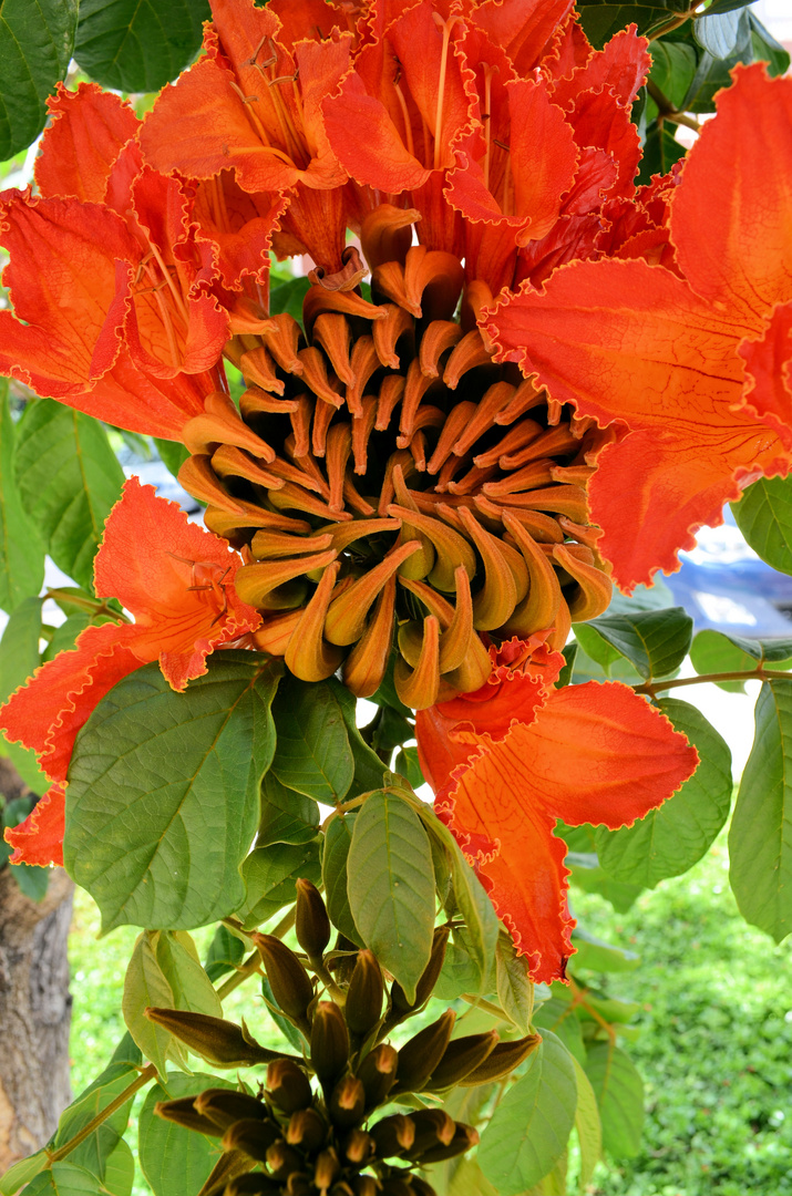 Flor de Tenerifé