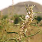 Flor de Teoti