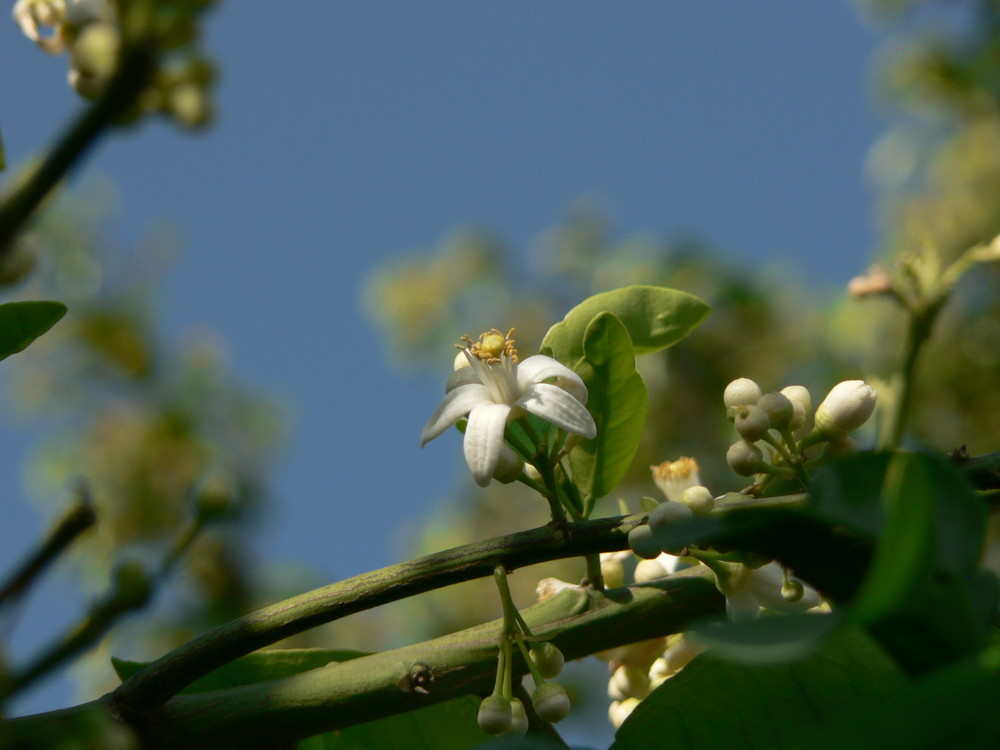 Flor de Toronja