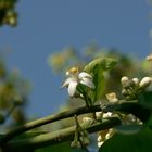 Flor de Toronja