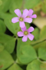 flor de trebol