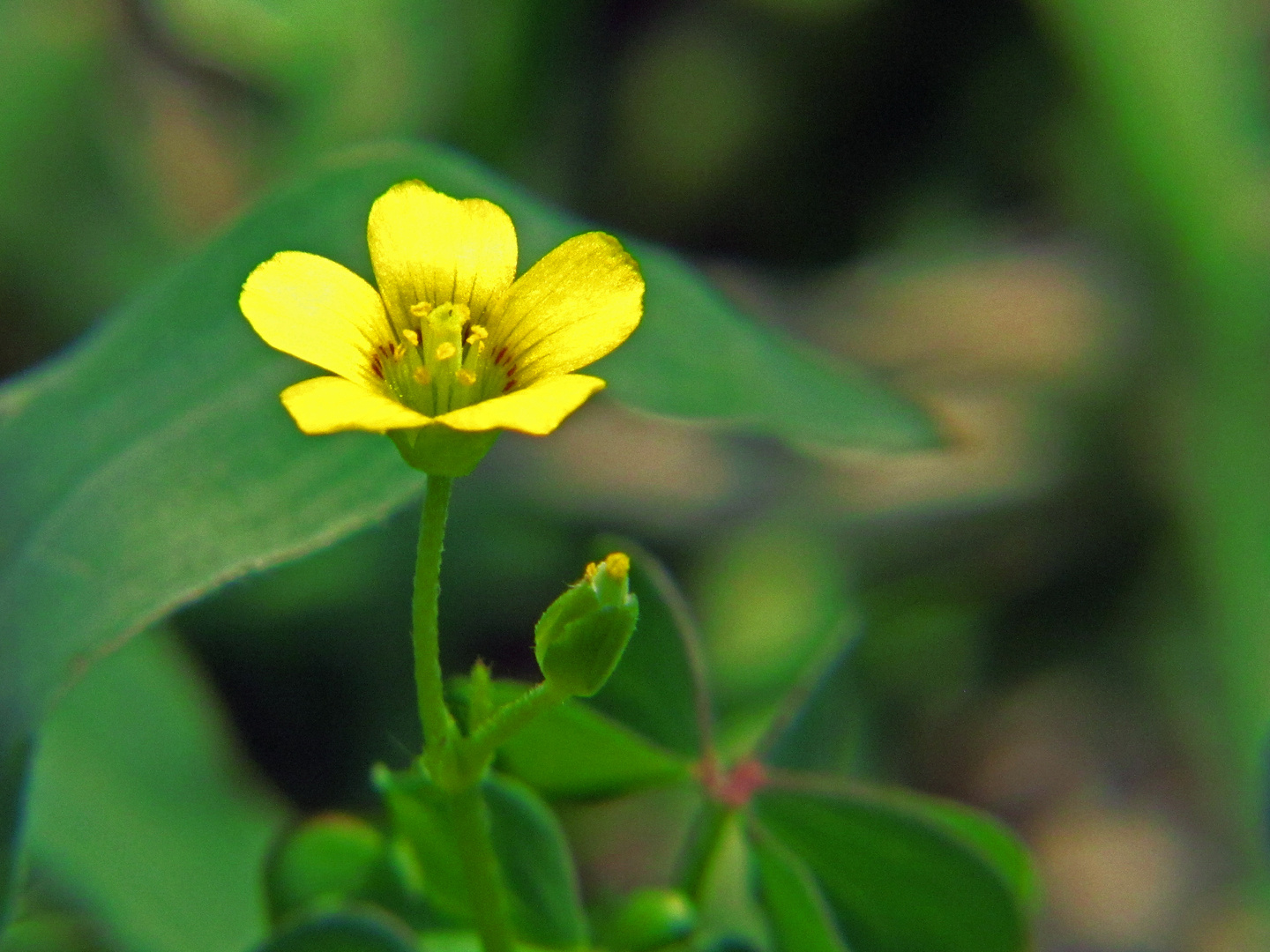 Flor de trebol amarilla