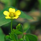 Flor de trebol amarilla