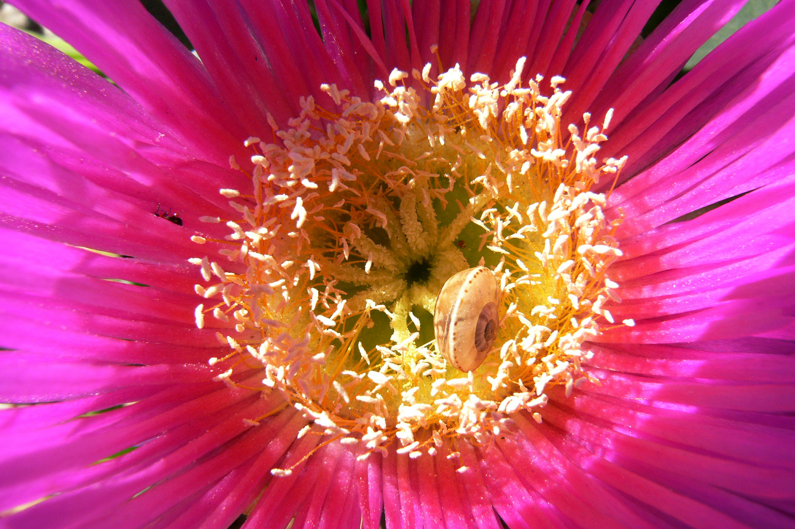 Flor de uña de león con caracol