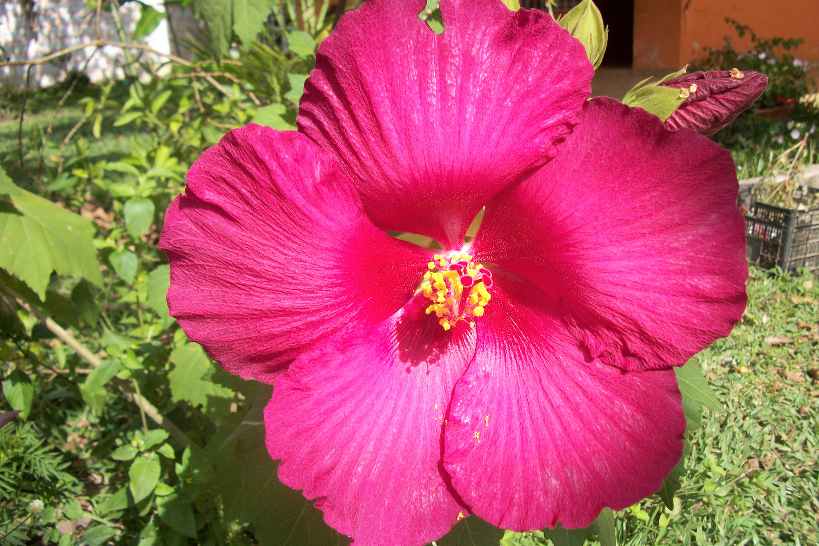 flor de un dia Imagen & Foto | plantas, naturaleza Fotos ...