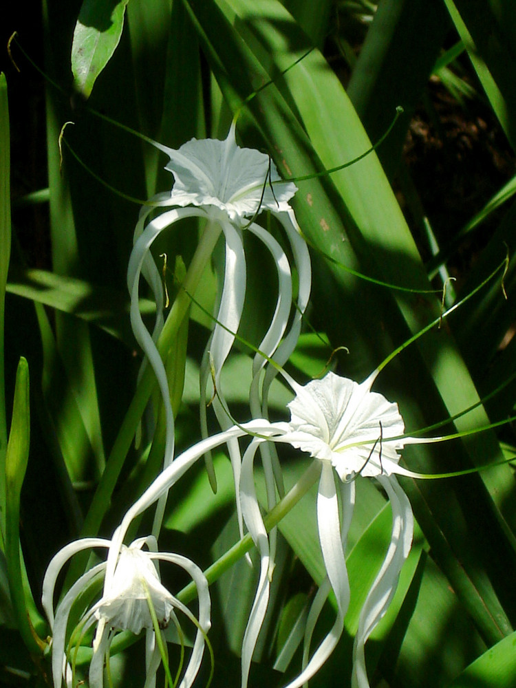 Flor de un dia