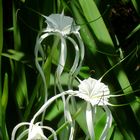 Flor de un dia