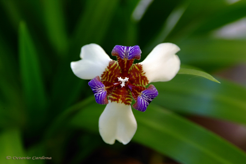 Flor de un día