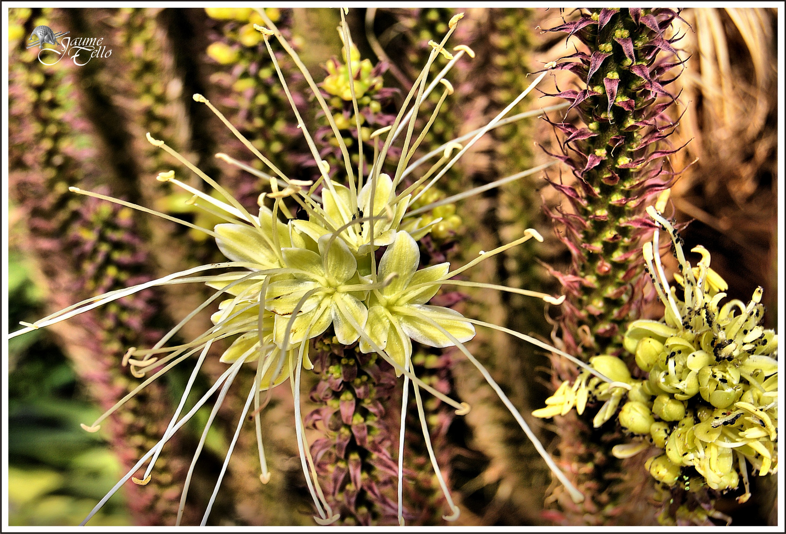 Flor de verano 1