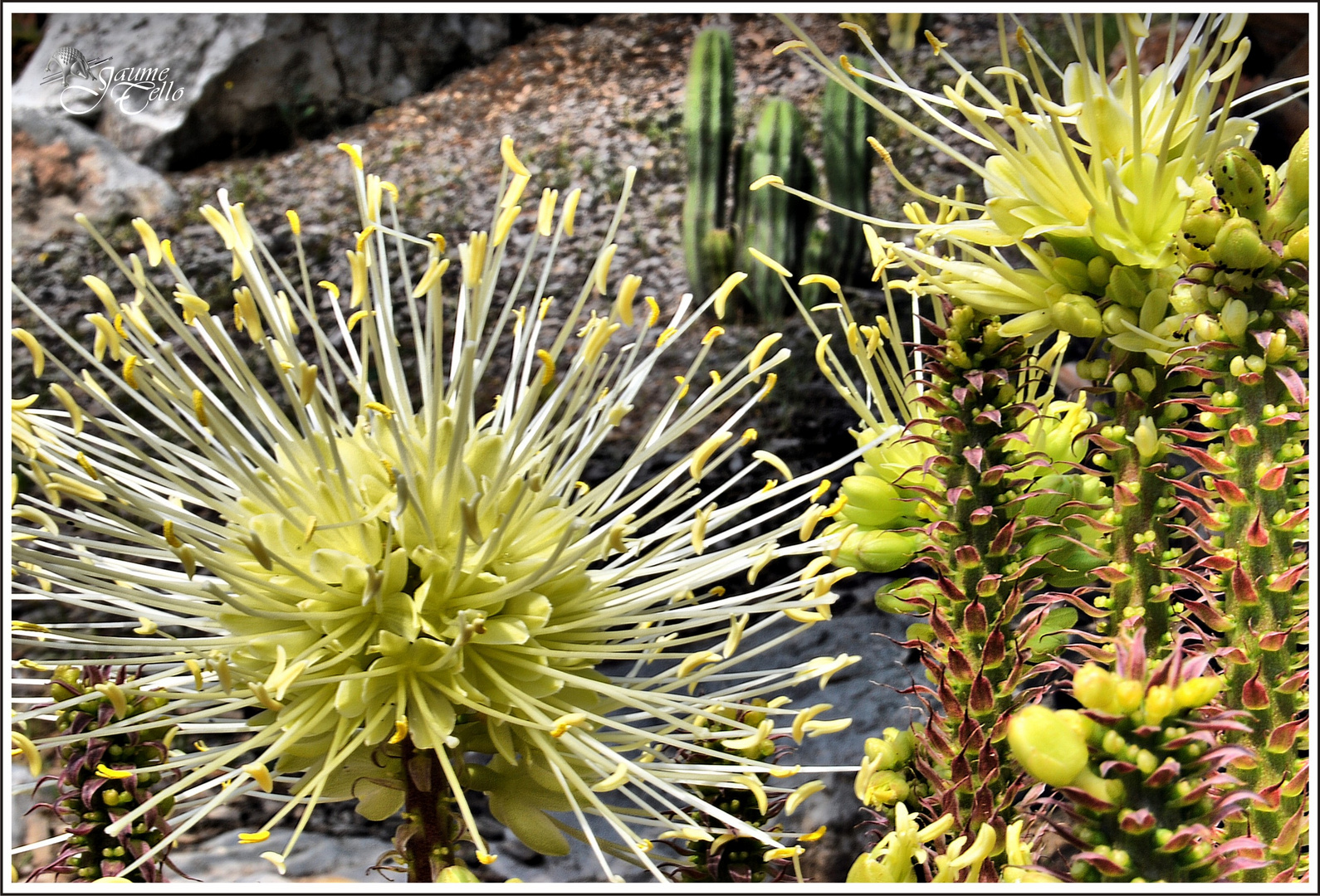 Flor de verano 2