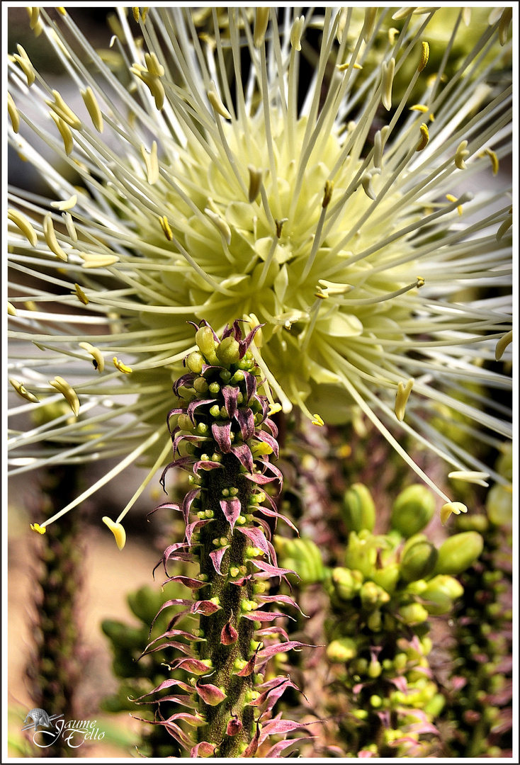 Flor de verano 3