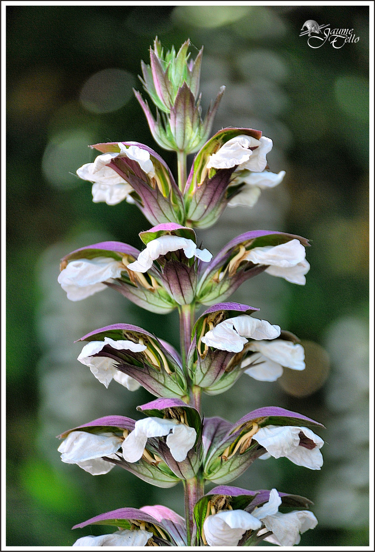 Flor de verano