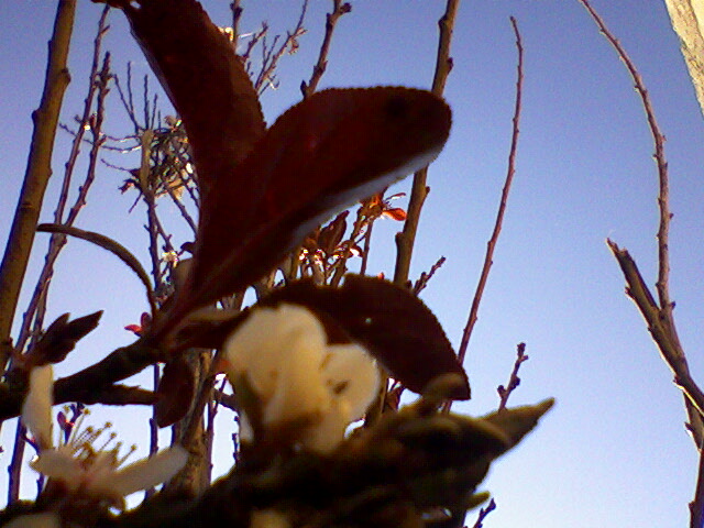 FLOR DE VIDA de norma veronica zenteno navarro 