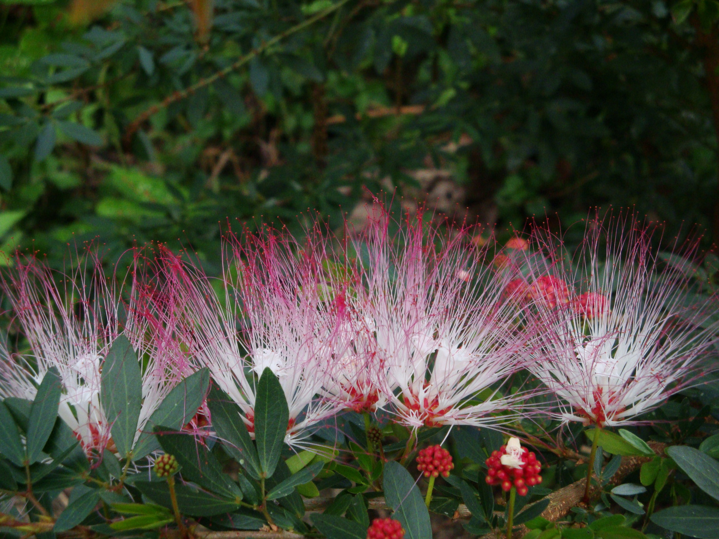 flor de yutzo