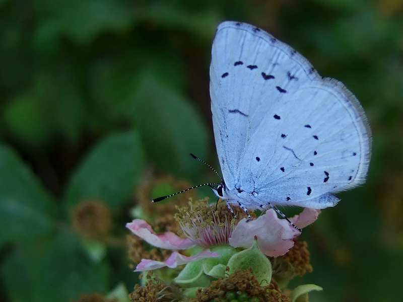 Flor de zarza con mariposa