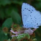 Flor de zarza con mariposa