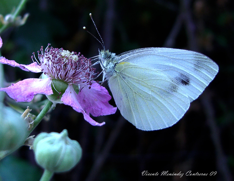 Flor de zarzamora con bella mariposa