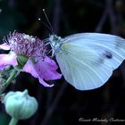 Flor de zarzamora con bella mariposa