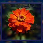  Flor de Zinnia III 