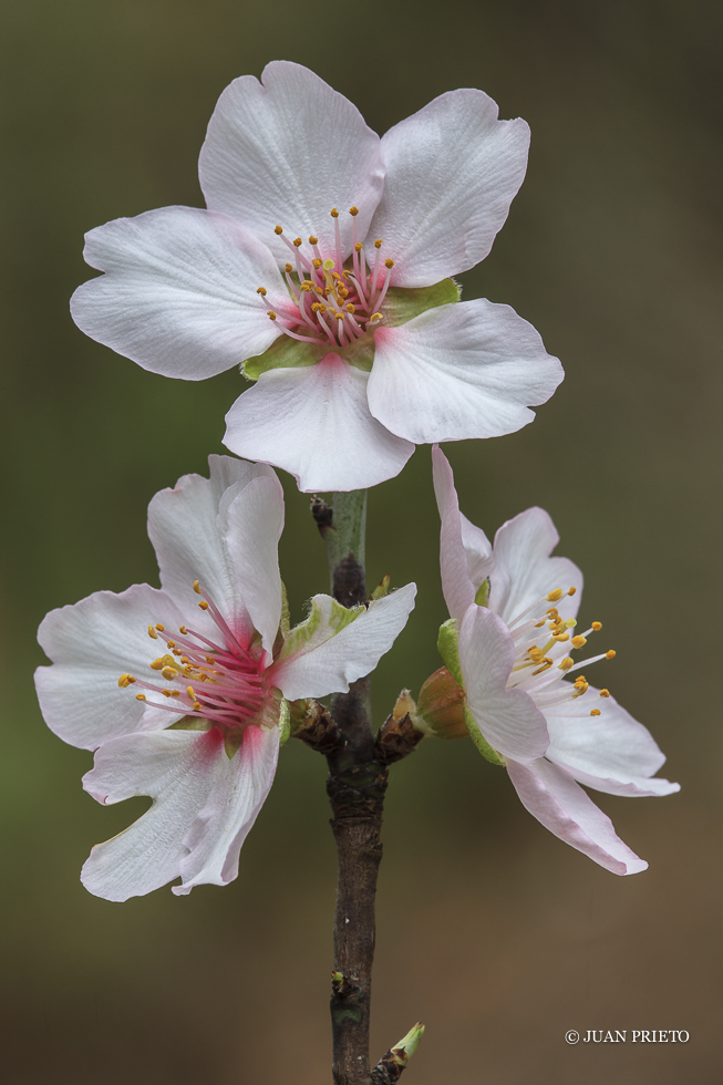 Flor del Almendro