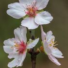 Flor del Almendro