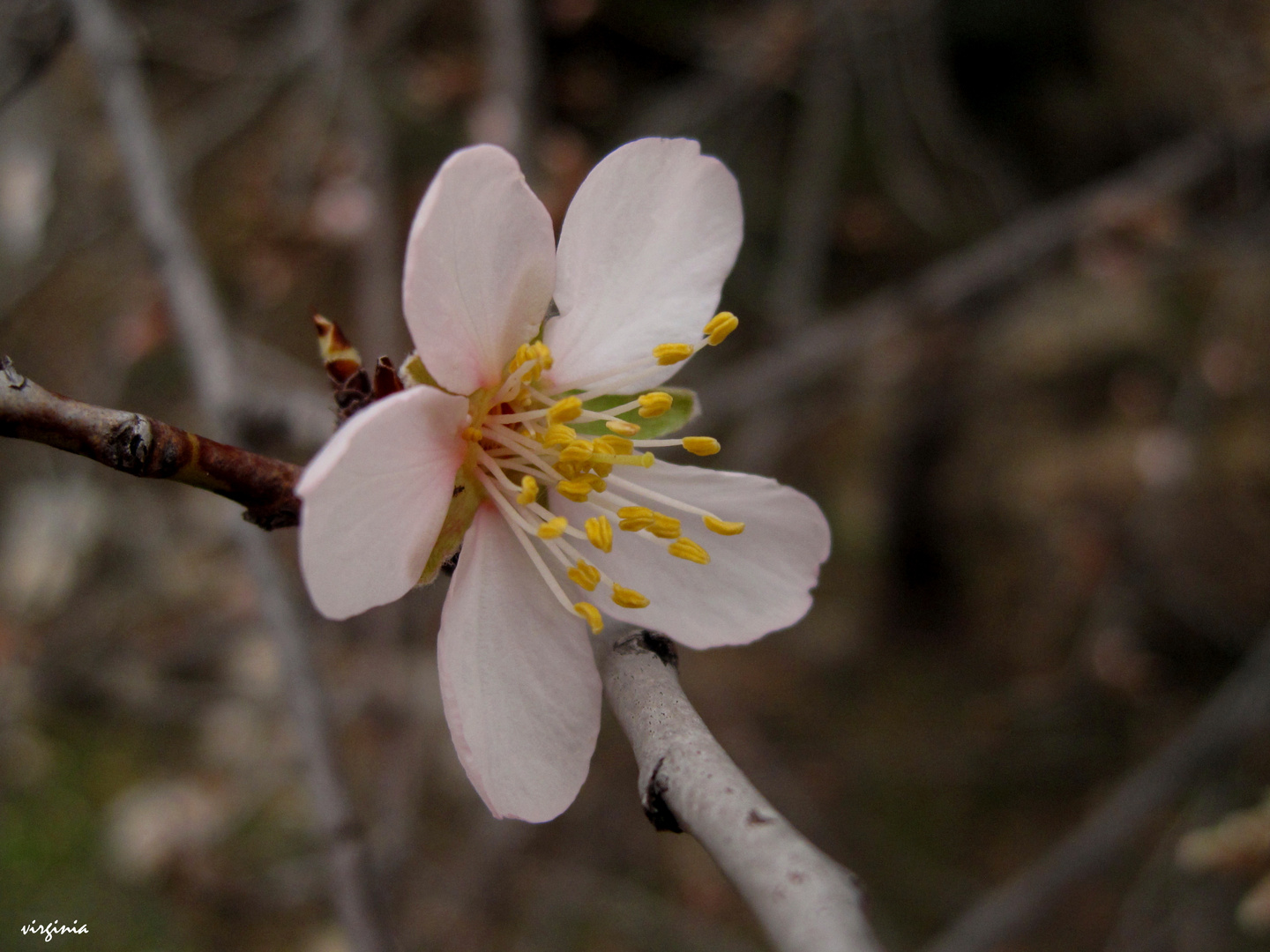 FLOR DEL ALMENDRO