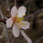 FLOR DEL ALMENDRO