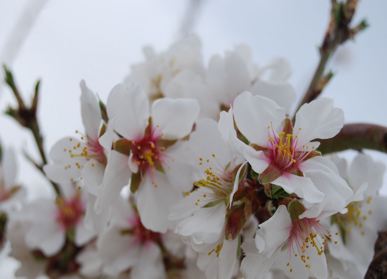 Flor del almendro