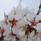 Flor del almendro