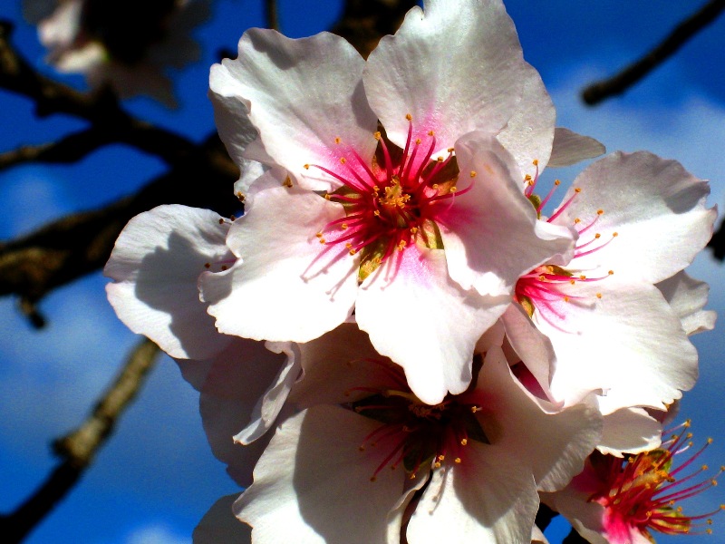 Flor del Almendro