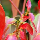 Flor del árbol de la canela