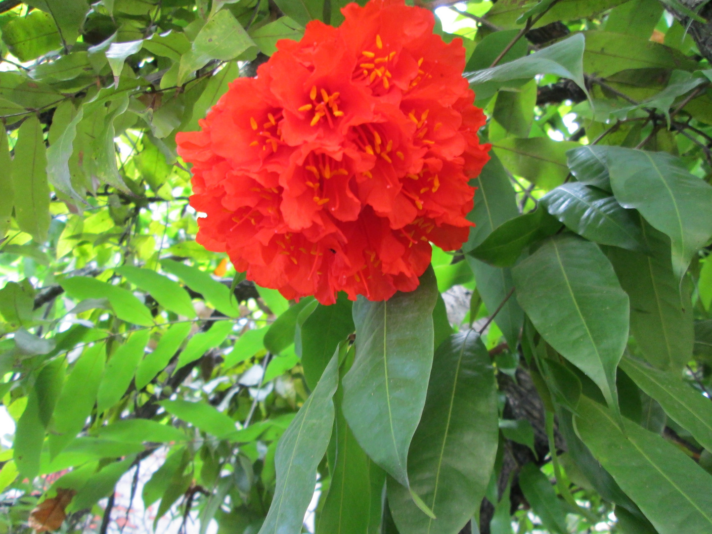 Flor del árbol de la cruz