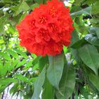 Flor del árbol de la cruz