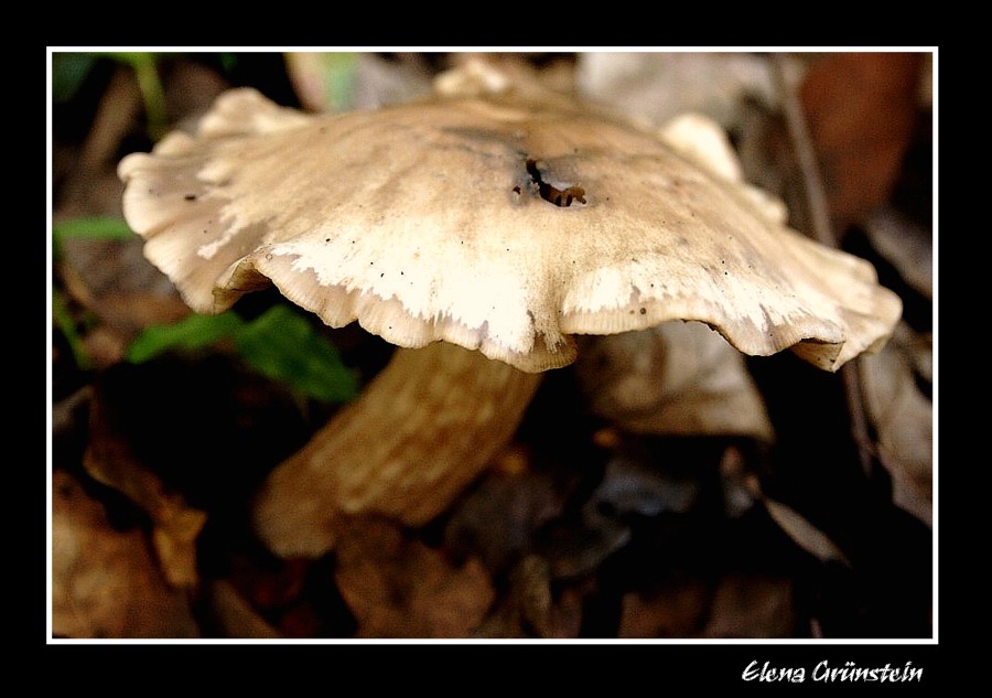 Flor del bosque