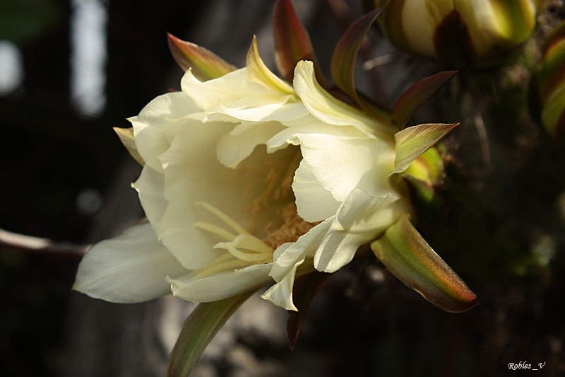 Flor del cactus