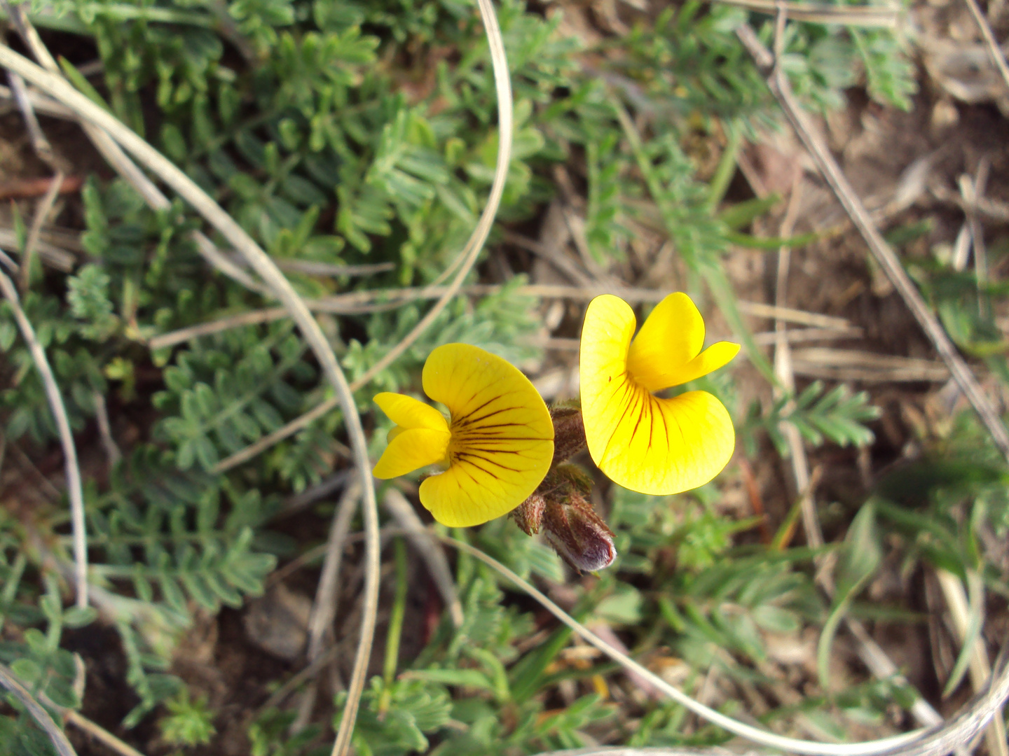 Flor del campo Uruguayo