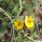 Flor del campo Uruguayo