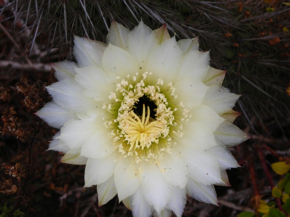 Flor del catus