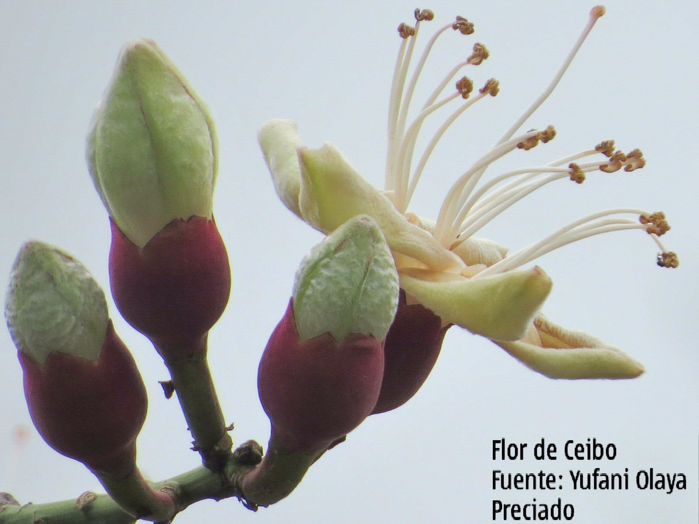 Flor del Ceibo (Ceiba trichistranda) 1