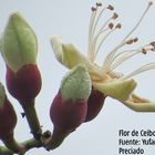 Flor del Ceibo (Ceiba trichistranda) 1