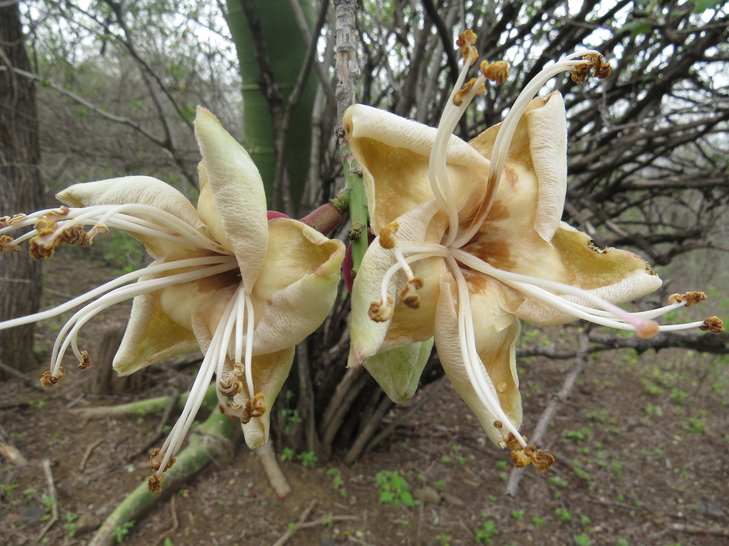 Flor del Ceibo (Ceiba trichistranda)