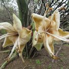 Flor del Ceibo (Ceiba trichistranda)