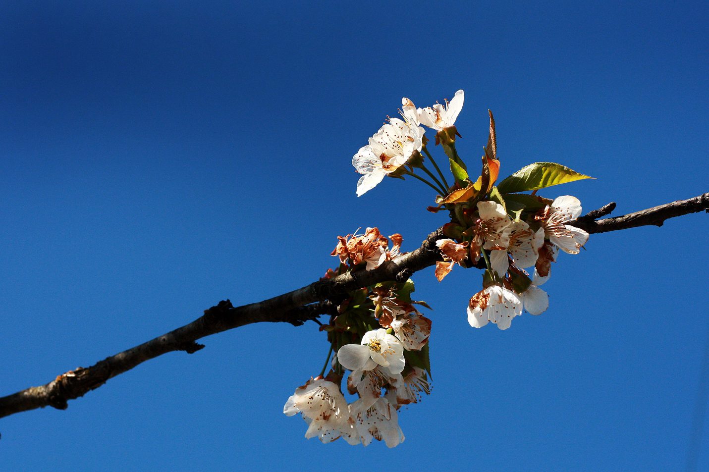 Flor del cerezo