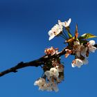 Flor del cerezo