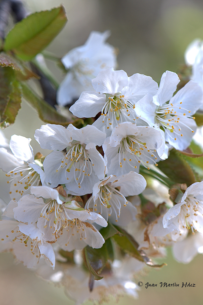 FLOR DEL CEREZO