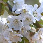 FLOR DEL CEREZO