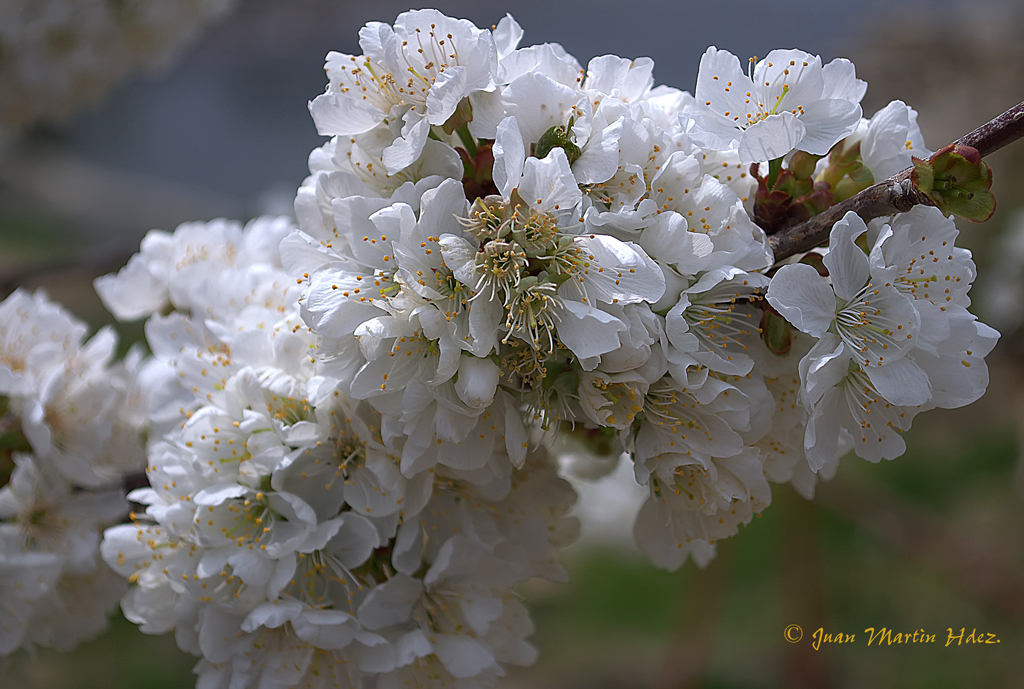 FLOR DEL CEREZO